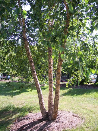 River and Birch Photo